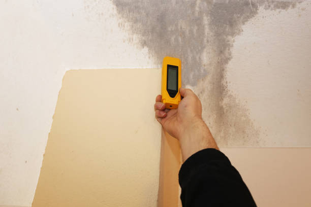 Best Emergency Mold Remediation  in Quinebaug, CT