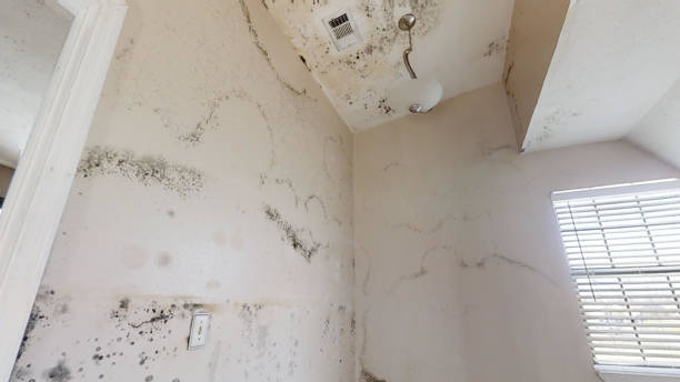 Reliable Quinebaug, CT Mold Removal Solutions