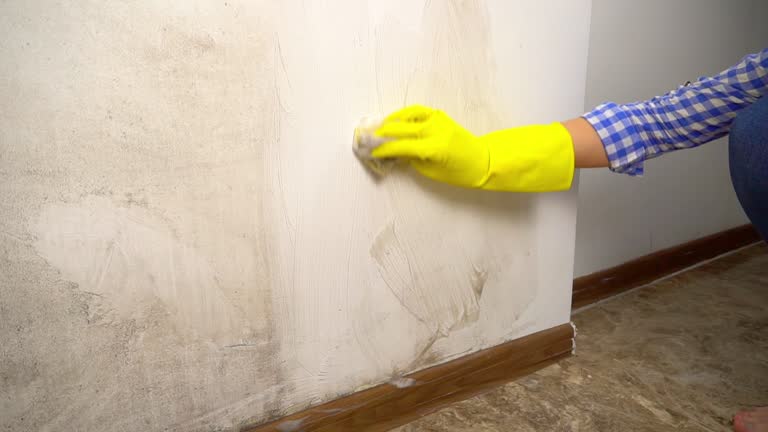 Best Mold Removal for HVAC Installations  in Quinebaug, CT