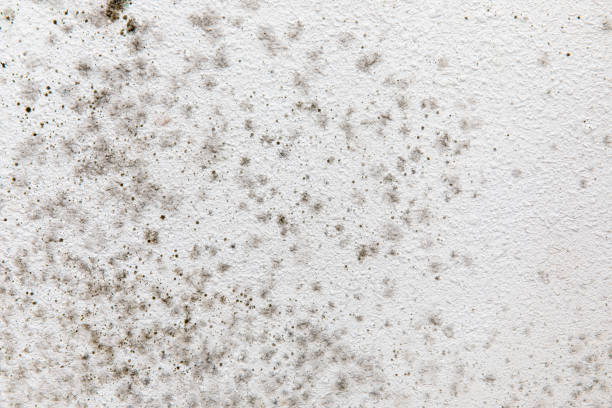 Best Forensic Mold Investigation  in Quinebaug, CT
