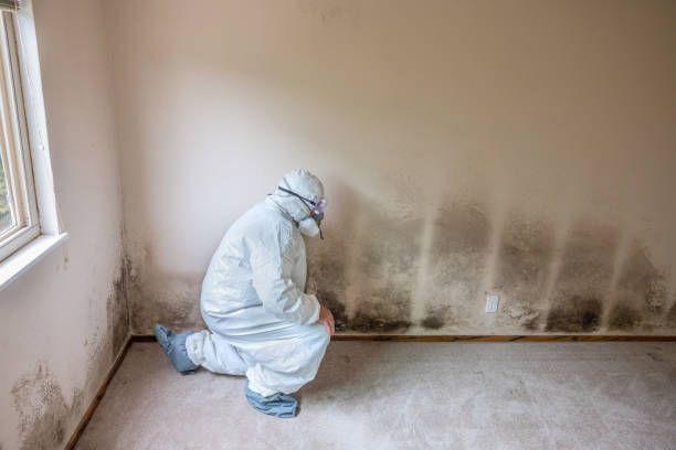 Best Mold Damage Restoration  in Quinebaug, CT