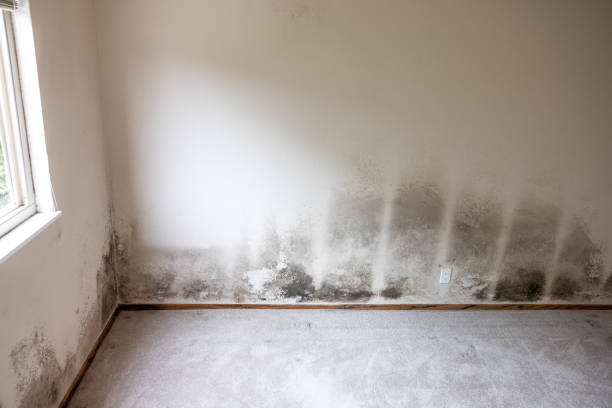 Best Dehumidification Services  in Quinebaug, CT