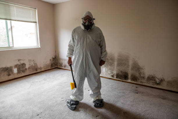 Best Mold Odor Removal Services  in Quinebaug, CT