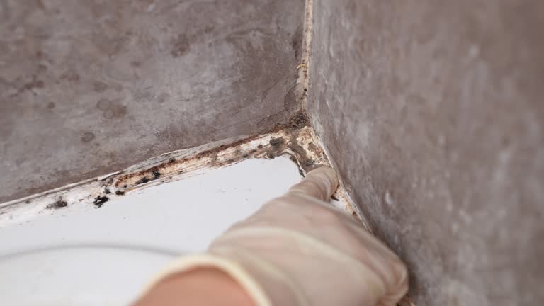 Best Post-Remediation Verification Testing  in Quinebaug, CT