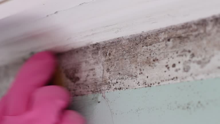 Best Water Damage & Mold Remediation  in Quinebaug, CT